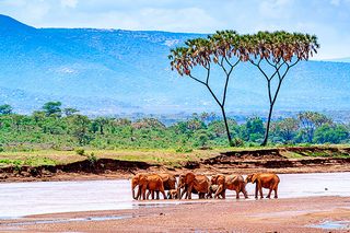 Elefanten im Samburu