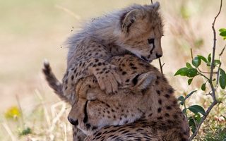Geparden im Tsavo West