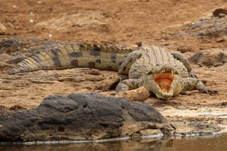 Krokodile am Ufer