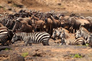 Gnus und Zebras in der Masai Mara