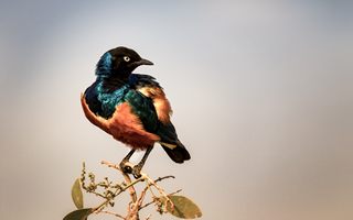 Vögel im Kakamega Forest