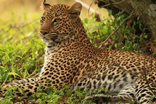 Leopard Ngorongoro Krater