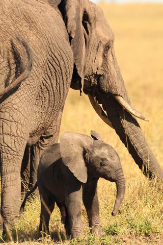 Elefanten im Ngorongoro Krater