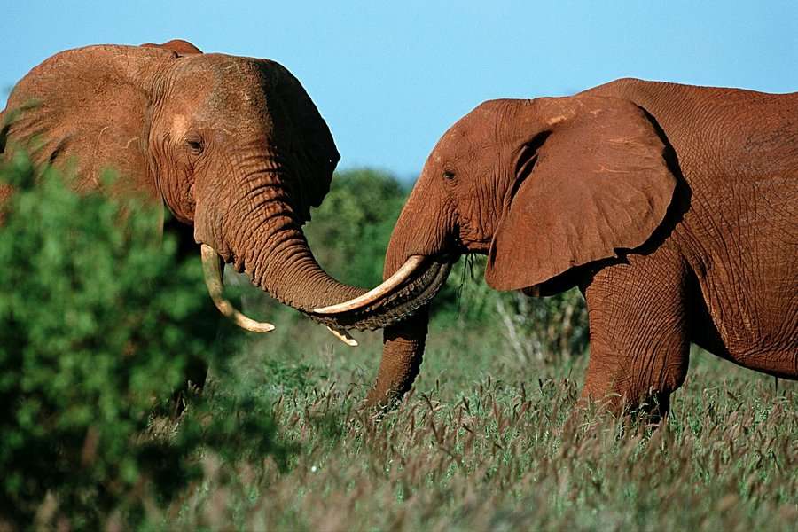 Elefanten im Tsavo West Nationalpark