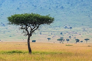 Savannenlandschaft Ngorongoro - Foto von Benny Rebel