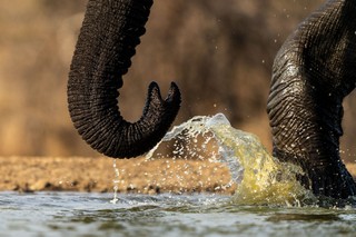 Nahaufnahme eines Elefantenrüssels, der Wasser aufspritzt, während er an einem Wasserloch trinkt. Foto von Benny Rebel.