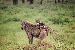 Baboons im Amboseli