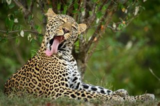 Leopard Masai Mara_Christian Röschert