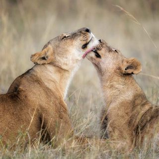 Löwen in der Masai Mara_Christian Röschert