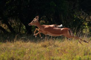 Antilopen in der Masai Mara