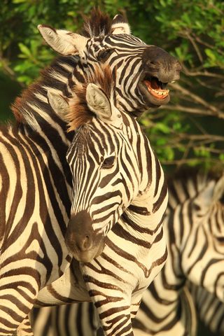 Zebras in der Masai Mara