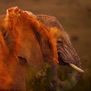 Elefant im Tsavo Nationalpark