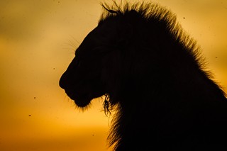 Löwe im Sonnenuntergang