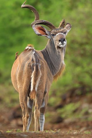 Sweetwaters Kudu