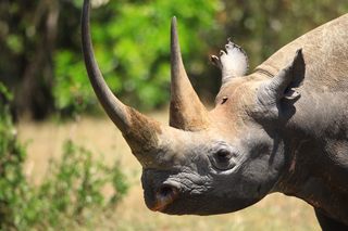 Nashorn Nakuru
