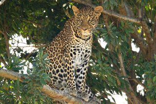 Leopard in Amboseli
