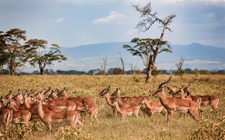 Antilopen im Tsavo West