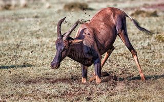 Antilope Tsavo Ost