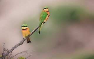 Vögel im Kakamega Forest