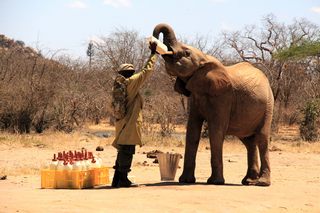 Elefanten im Tsavo Ost