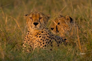 Geparden zwei Geparden