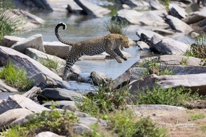 Leopard Leopard springt von einem Fels zum anderen bei einem Fluss