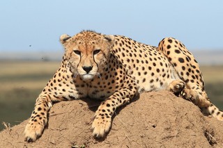 Gepard auf einem Stein