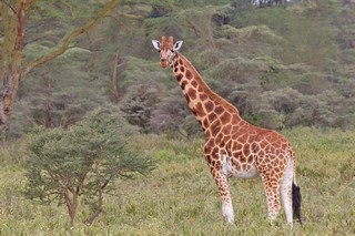 Giraffe