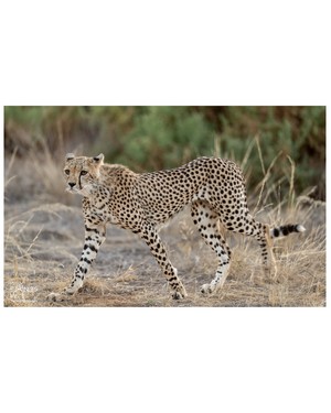 Gepard