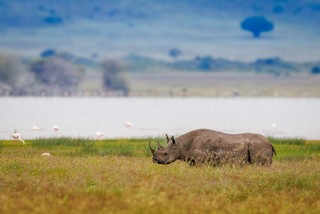Nashorn im Ngorongoro