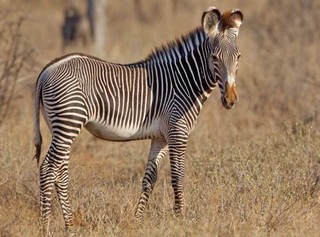 Grevyzebra Samburu