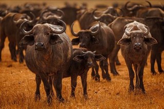 Büffelherde Büffelherde