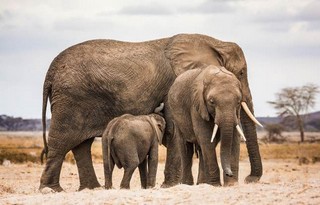 Elefanten im Amboseli Elefanten im Amboseli