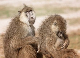 Baboons