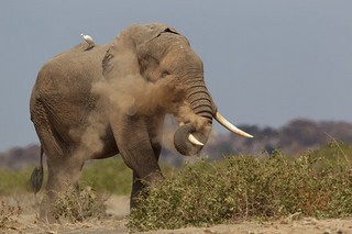 Elefant