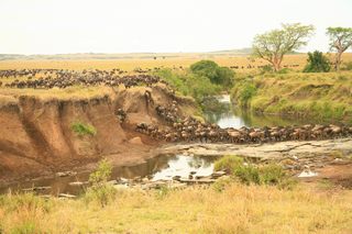 Flussüberquerung Serengeti