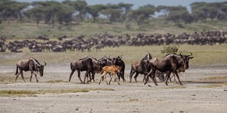 Kalben der Gnus