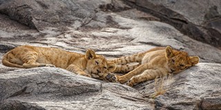 Löwenjungen schlafen auf einem Stein