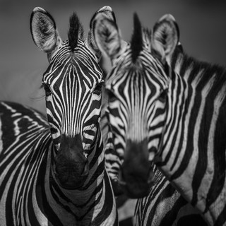 Zebras