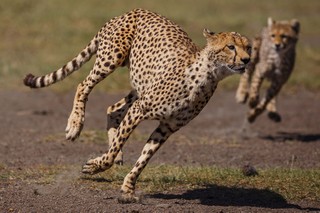 Gepard