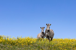 Zwei Zebras auf einer Blumenwiese mit gelben Blumen