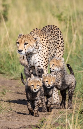 Gepardenfamilie