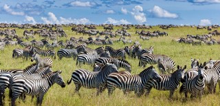 Zebraherde in der Serengeti