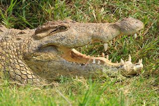 Krokodil im Tarangire