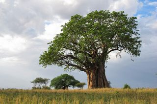 Baobab im Tarangire