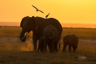 Elefanten im Sonnenuntergang