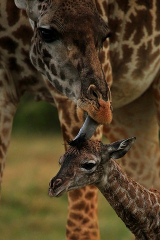 Giraffen Nahaufnahmen