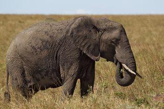 Elefant im Tarangire