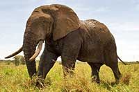 safaris tansania