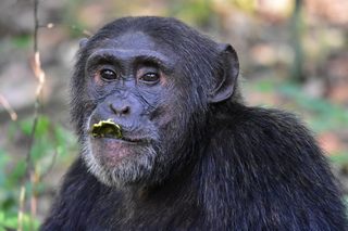 Schimpanse im Kibale Forest 